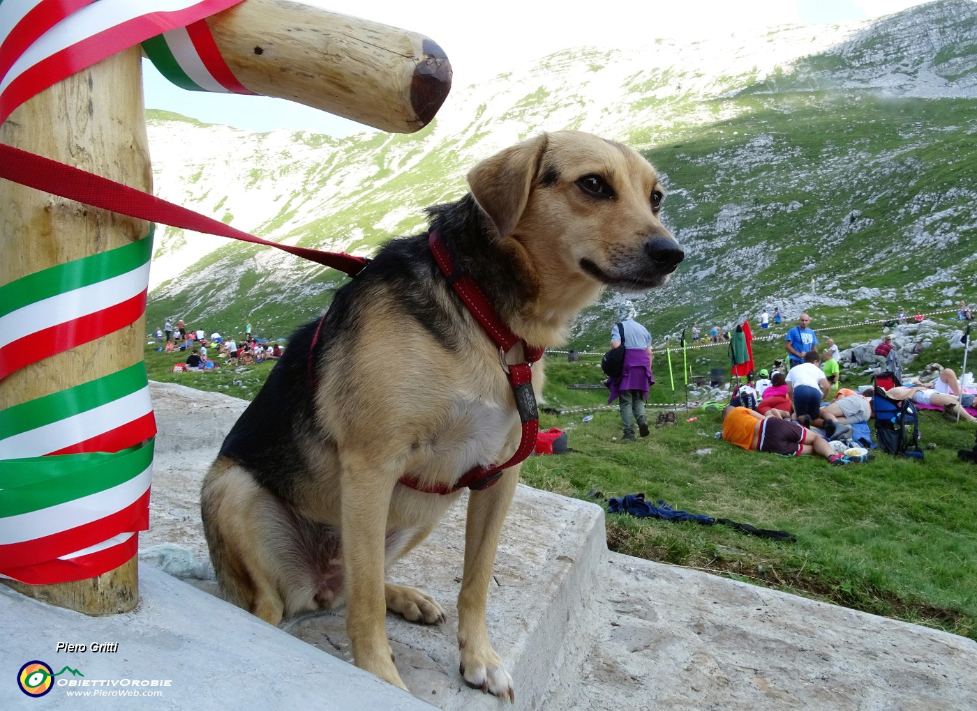 23 La cucciola Gioia osserva quanto succede....JPG -                                